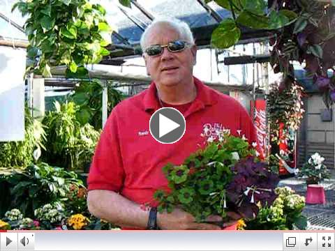 Randy from Behnke Nurseries talks about Oxalis (4 Leaf Clover)