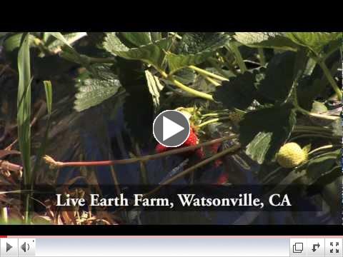 How to Grow Organic Strawberries with Live Earth Farm and Veggie Box