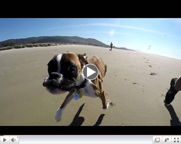 Two Legged Boxer Duncan Lou Who - First Trip to the Beach