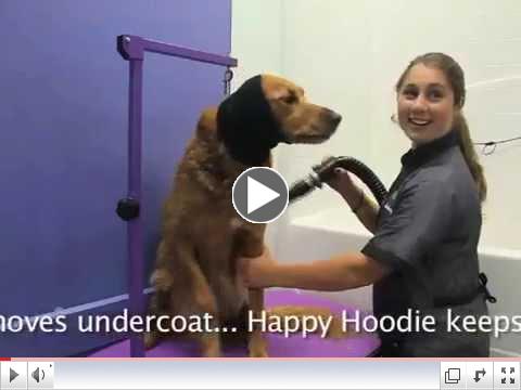 Koby Visits Green Dog Spa...