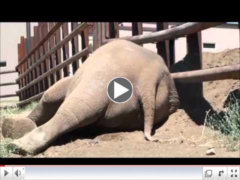 Asian Elephant: NICHOLAS TAKES A NAP