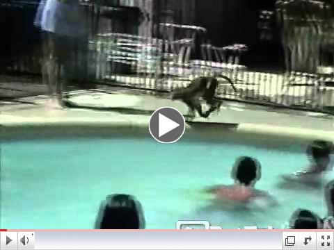 The Swimming Monkey