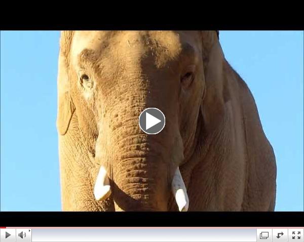 PRINCE | PAWS' Asian Bull Elephant