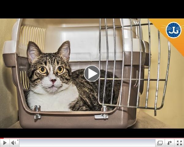 Why Do You Hate Going to the Vet?