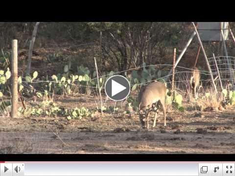 Texas Whitetail Hunt, Wildlife Systems, Longbranch 2011