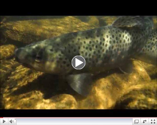 Brown Trout Club Stocks Pine Behind Slate Run Tackle Shop - Vanessa Cabral and Matt Much
