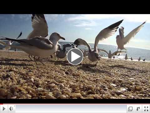 Seagulls