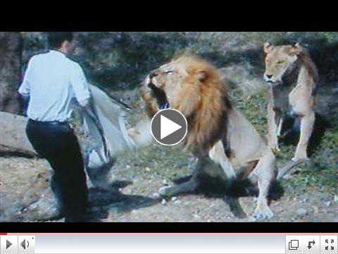 The CRAZIEST EVER Animal Clips - Ultimate Compilation! (Rated R)