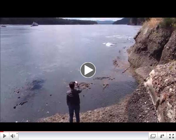 orca whales galiano island june 20th 2014