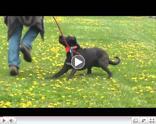 Molly, the cute puppy has a message for you