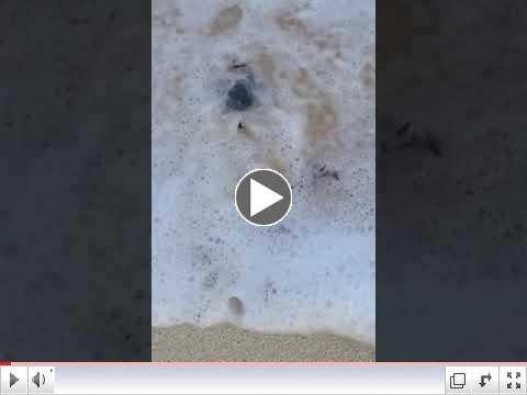 Green turtle hatchling races to the sea