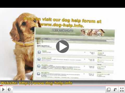 Tips On How To Cure Dogs Of Car Sickness