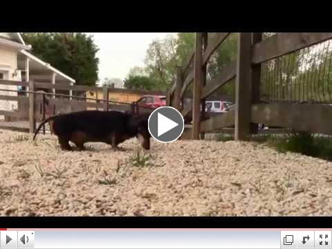 Petey & Buckshot In Action!