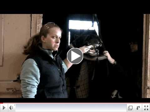 Equine Dentistry: www.mpequine.com