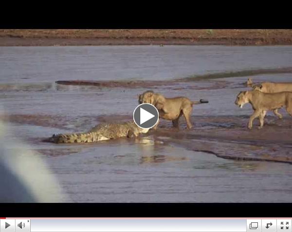 Lions vs. Crocodile Fight - Samburu National Reserve, Kenya