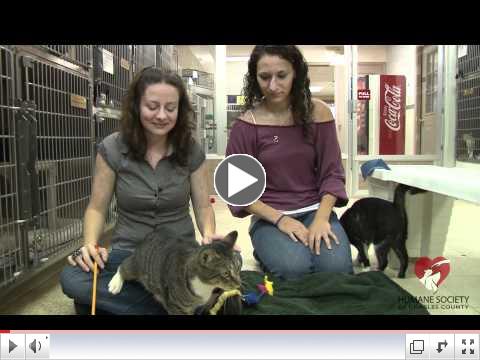 Charles County Maryland Humane Society Animal Adoption Video for October 2011