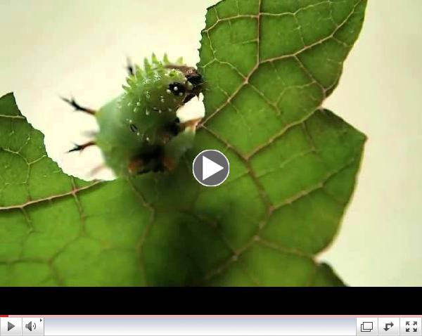 Kamehameha butterfly caterpillar