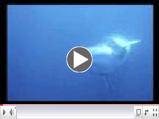 Peace in the Water - Visual Prayer for Whales and Dolphins