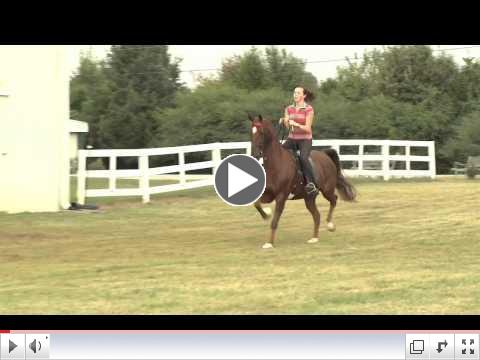 Show Horse for sale - It's Murphy's Law