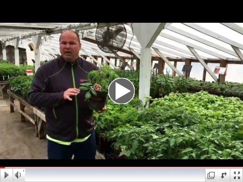 Watch Tom Estabrook introduce Mighy Mato grafted tomatoes