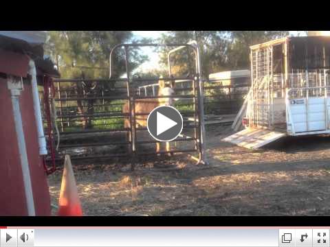 Donkey Talk