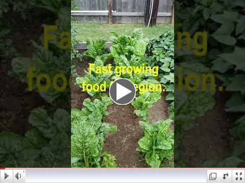 Green Thumb at 60 - Video #6 - Growing Swiss Chard