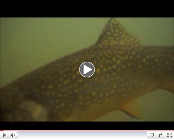 5-14  Pine Creek 16+-inch Brook Trout Fights Underwater - Taken on a March Brown Dry