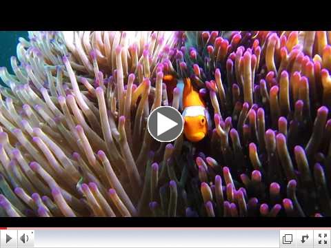 Diving | South Pacific & French Polynesia | Lindblad Expeditions-National Geographic
