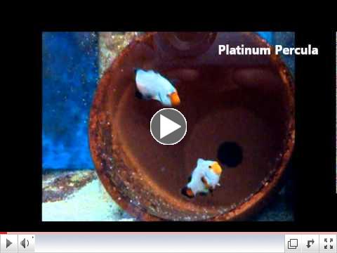Sustainable Aquatics Tour