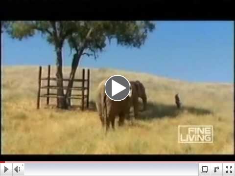 Fine Living TV: Windshield America