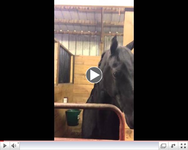  2013 Winner of Funniest Horse Video Contest, powered by horsetrader.com, titled 
