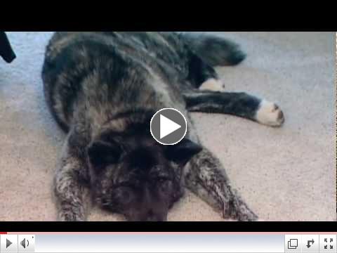 Spinal Cord Injuries - Veterinary Research Helping People and Pets