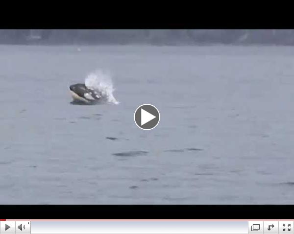 Baby Orca off Sooke BC