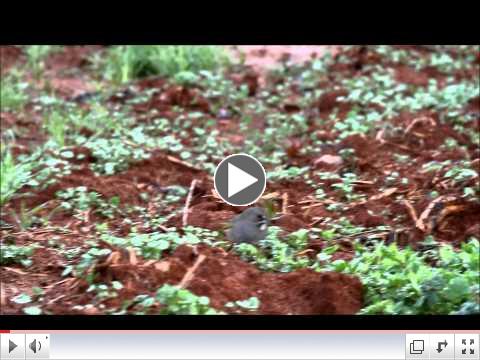 Green-tailed Towhee in Georgia