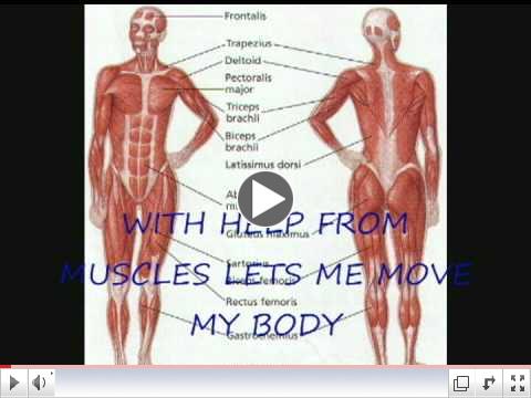 THE SKELETAL SYSTEM