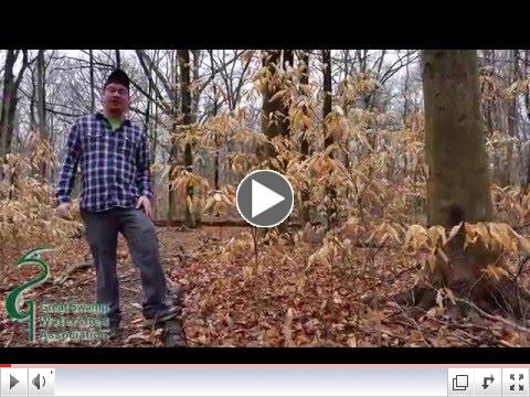 GSWA Swamp Short: Why Beech Trees Keep Their Leaves