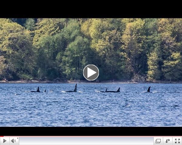 Southern Resident Killer Whales: K Pod in Colvos Passage 4/14/14 (HD)