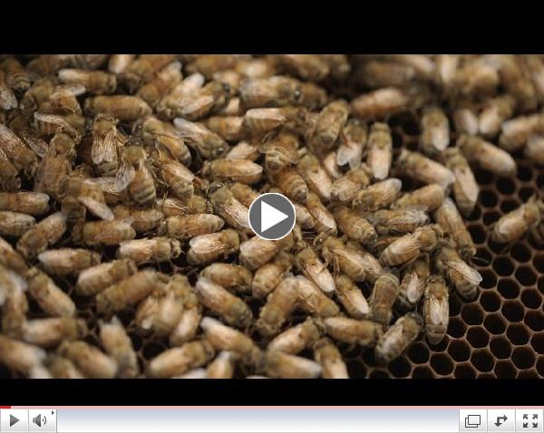 Bee Killers: Using Phages Against Deadly Honeybee Diseases