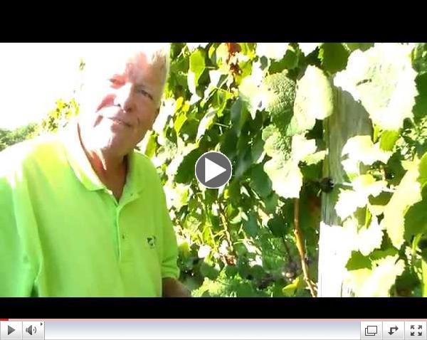 JRC Grape Harvesting 8 26 14