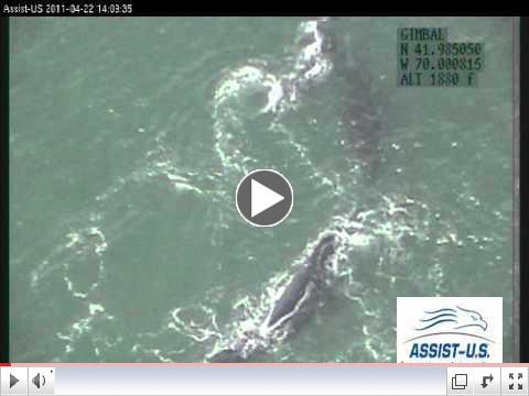 Right Whales Feeding