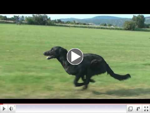 Slowmotion: Dog