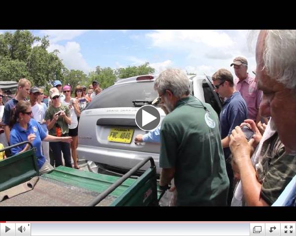 Allie The Loggerhead Sea Turtle Release