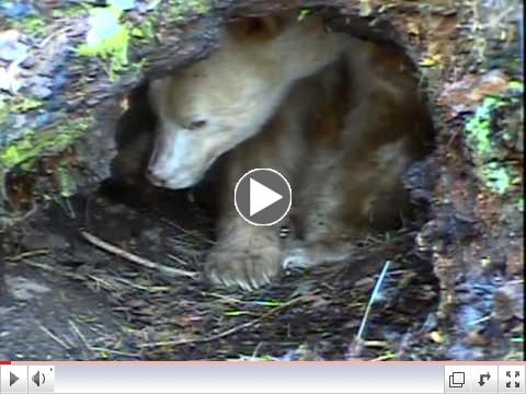 Hibernating Spirit Bear, Apollo, Wakes Up!