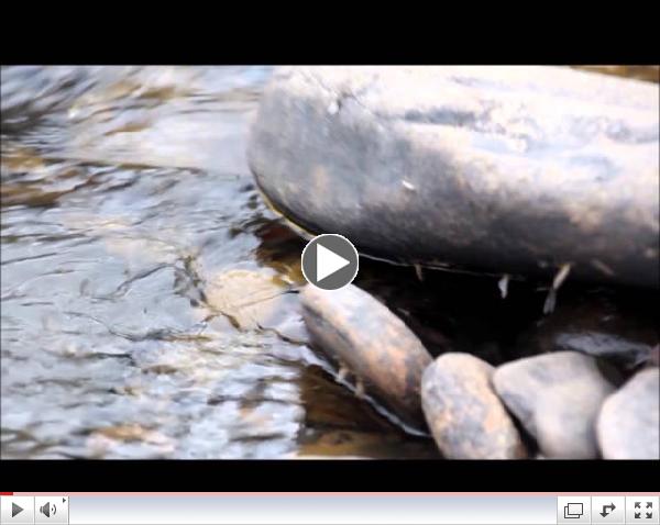 Plenty for trout to eat!!