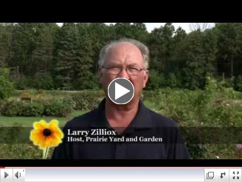 Prairie Yard & Garden: Roses