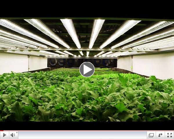 Cities of the Future May Eat Plants Grown in the Air