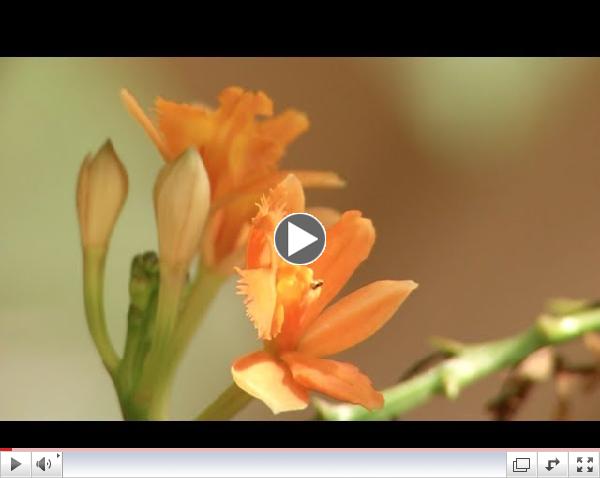 Prairie Yard & Garden: Raising Orchids