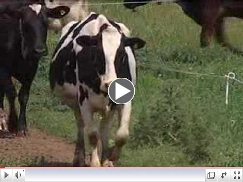 VIDEO: Raw Milk Raid 10 p.m. Report 6-3-10