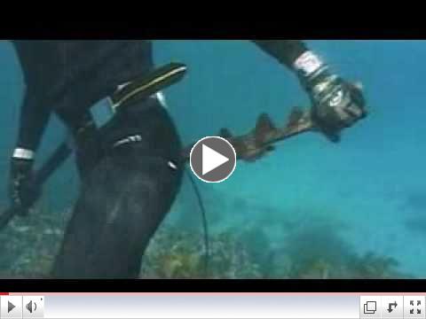 Funny Shark Attack | Scuba Diving Australia