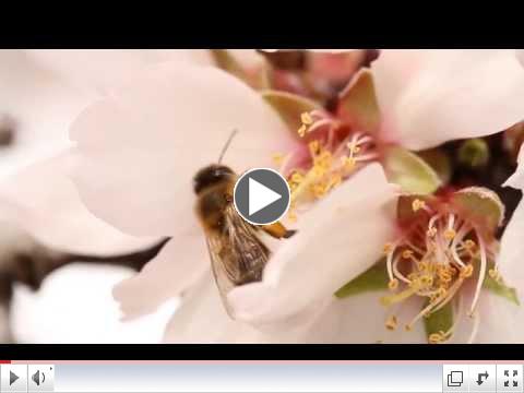 Honey Bee Best Management Practice Video | California Almonds